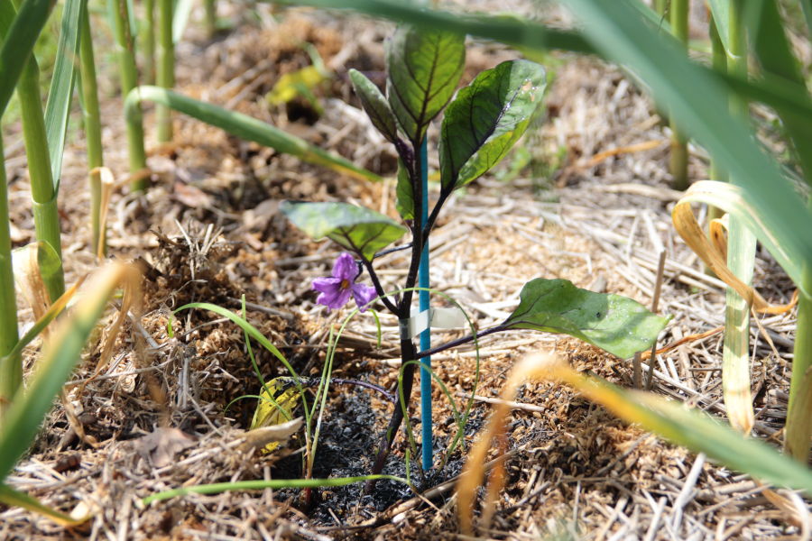 ニラやネギを混植するメリットとは?