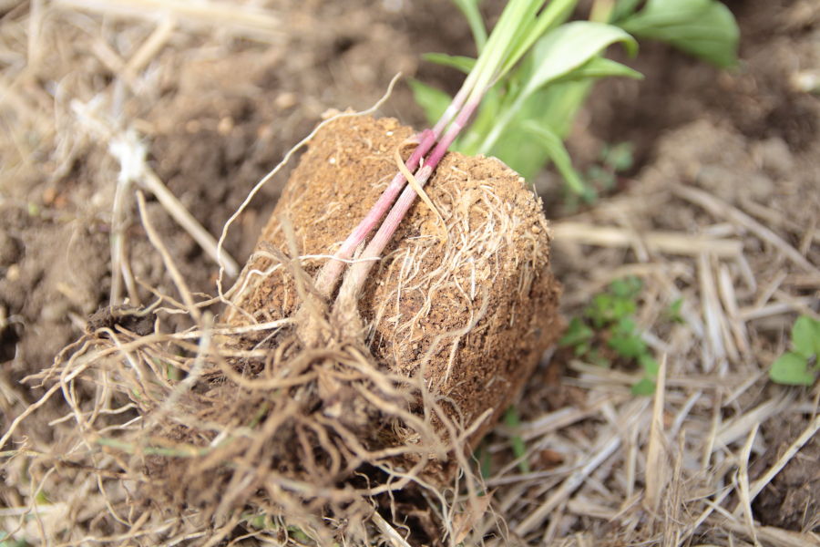 ニラやネギを混植するメリットとは？